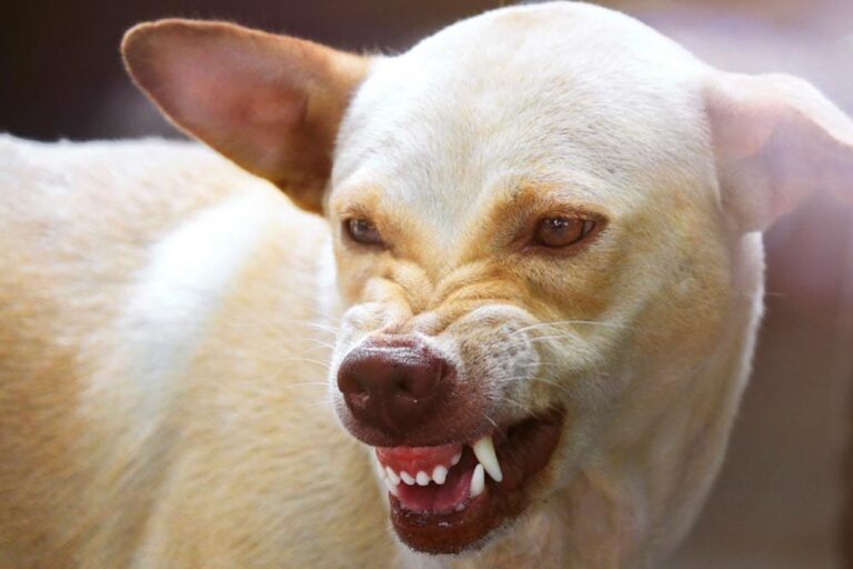 कर्नाटक सरकार का बड़ा फैसला: कुत्ते के काटने से मौत पर परिवार को 5 लाख, चोट-निशान पर 5 हजार रुपये मुआवजा