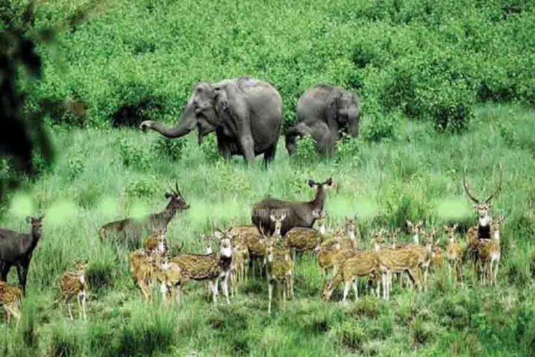 छत्तीसगढ़ में जल्द लागू होगी योजना, लोग अब वन्य प्राणियों को गोद ले सकेंगे