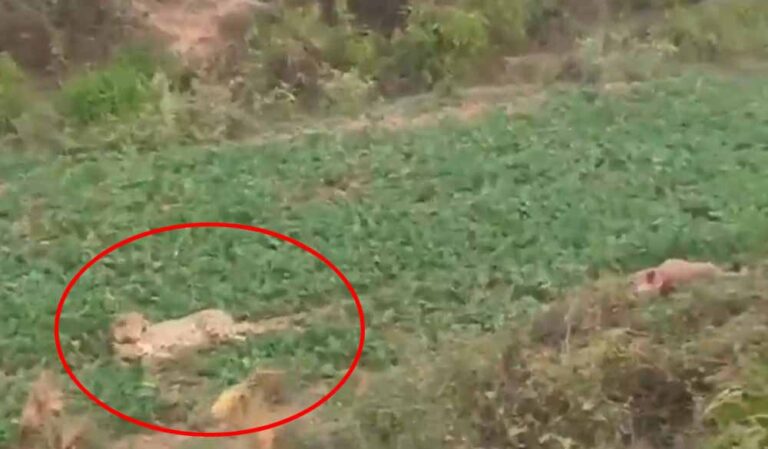 कूनो पार्क से फिर बाहर निकला चीता KP-2, किशनगंज रेंज में दिखी हलचल