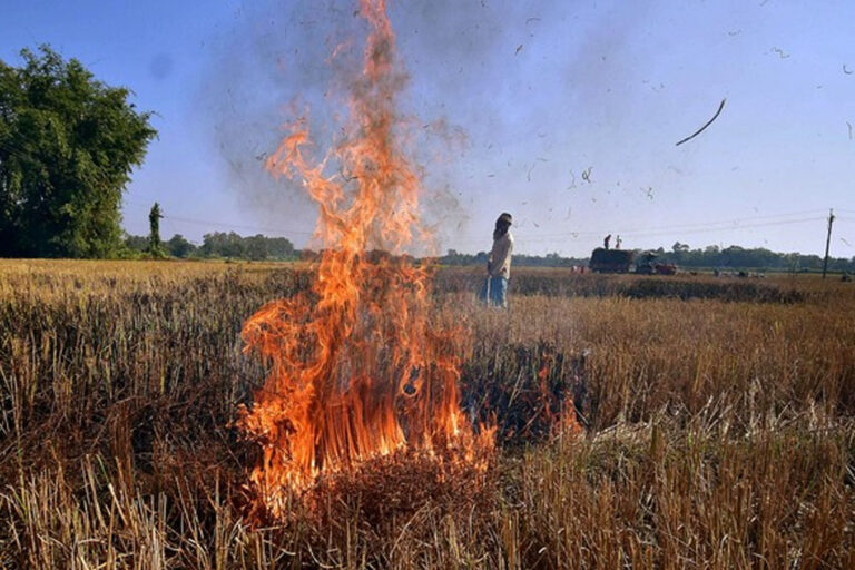 MP ने पराली जलाने के मामले में पंजाब-हरियाणा को पीछे छोड़ा, एक दिन में 1052 मामले दर्ज