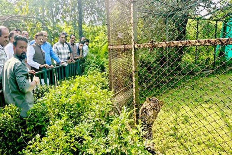 उप मुख्यमंत्री राजेन्द्र शुक्ल ने व्हाइट टाइगर सफारी का किया भ्रमण