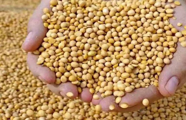 भावांतर योजना अपडेट: आज सोयाबीन का मॉडल रेट पहुँचा 4282 रुपये