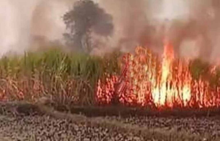 गन्ने के खेत में भीषण आग: 7 एकड़ फसल राख, ग्रामीणों ने संभाला मोर्चा