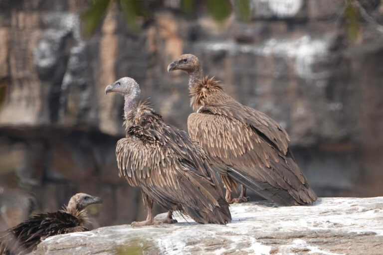 पन्ना के जंगलों में गिद्धों की बढ़ती संख्या, जैव विविधता के लिए शुभ संकेत