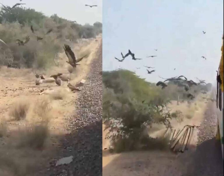 लोको पायलट का जज्बा: गिद्धों की सुरक्षा के लिए धीमी चलाई स्वर्णनगरी एक्सप्रेस