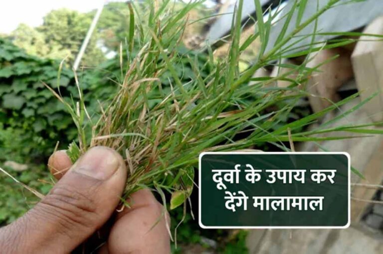 बुधवार का खास टोटका: घर के इस स्थान पर दूर्वा रखने से मिलती है तरक्की