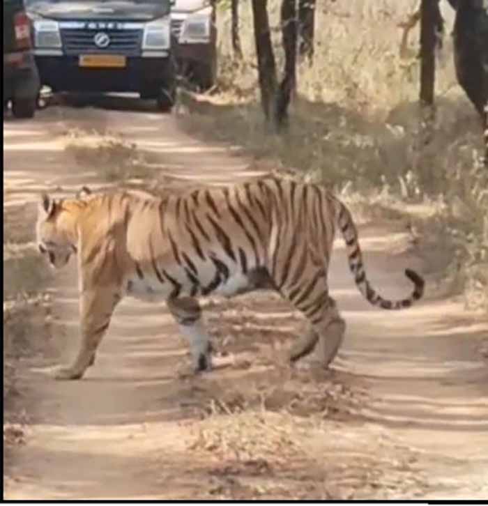 सिवनी में वन्यजीवन का अद्भुत नज़ारा: पांच शावकों संग नजर आई ‘जुगनी’ बाघिन, वीडियो ने जीता दिल
