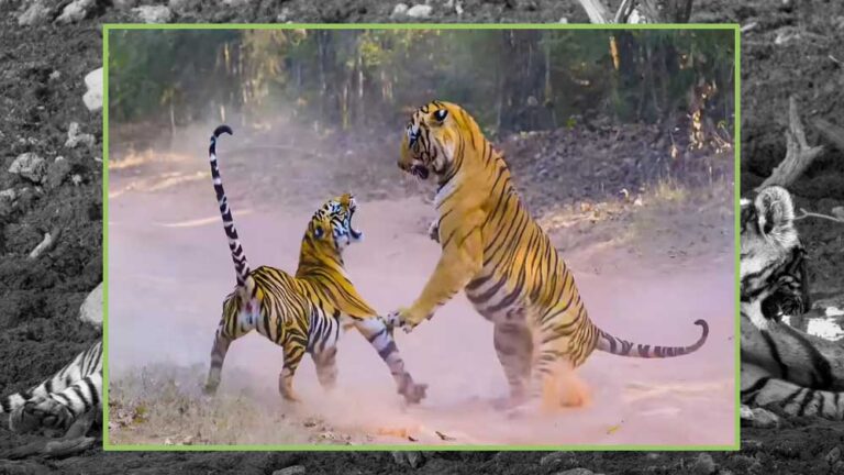 बांधवगढ़ में पर्यटन का नया रिकॉर्ड, अक्तूबर-नवंबर में सैलानियों की संख्या में 13% की बढ़ोतरी