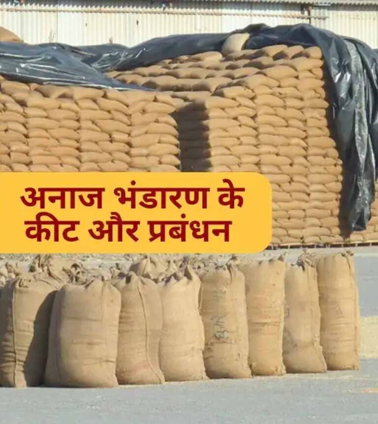 धान भंडारण में सूखत एवं कीट-जनित क्षय: वैज्ञानिक एवं स्वाभाविक प्रक्रिया