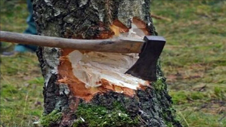 मध्य प्रदेश में 15 लाख पेड़ों की कटाई पर NGT का सवाल, वन महानिदेशक से मांगा जवाब