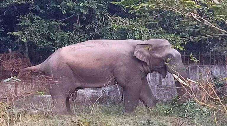 हाथियों के दल का खाड़ा गांव में हमला, मकान तोड़ा, दो गायों की मौत