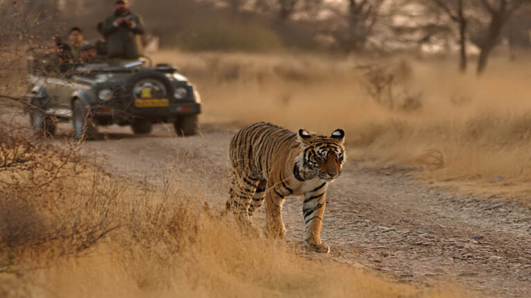 MP में बनेगा 625 KM लंबा ‘टाइगर टूरिज्म कॉरिडोर’, पेंच, कान्हा, बांधवगढ़ और पन्ना को जोड़ेगा सड़क मार्ग