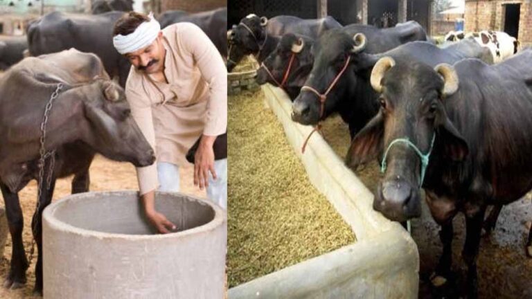भैंस पालन पर 75 प्रतिशत तक सब्सिडी, मजदूर से मालिक बनने का मिलेगा मौका