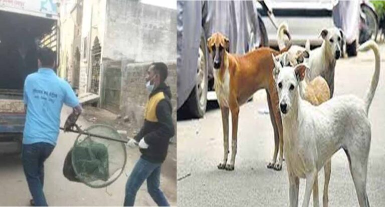 रायपुर में आवारा कुत्तों के काटने की बढ़ी घटनाएं, नगर निगम अमले ने चलाया धरपकड़ अभियान