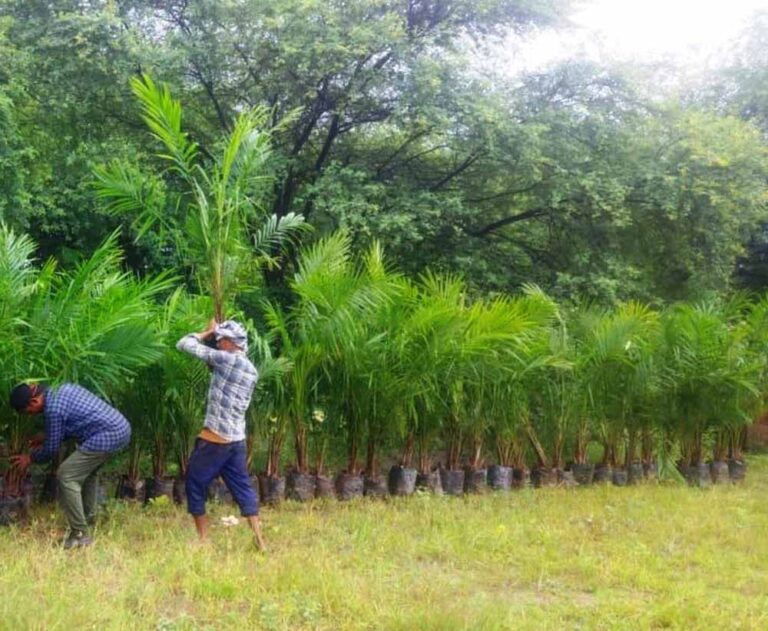 ऑयल पाम की खेती को बढ़ावा, अतिरिक्त अनुदान से किसानों की बढ़ेगी आय