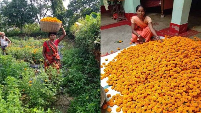 झारखंड में आम बगान के बीच में गेंदा फूल की खेती, जामताड़ा के किसानों की जिंदगी में ला रही बहार