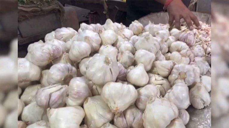 बारां के लहसुन को जीआई टैग की सौगात, किसानों को मिलेगा अंतरराष्ट्रीय बाजार में नया मुकाम