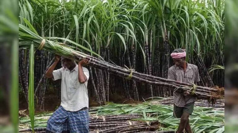 Chhattisgarh के गन्ना किसानों के खाते में करोड़ों की राशि, होली से पहले बड़ी राहत