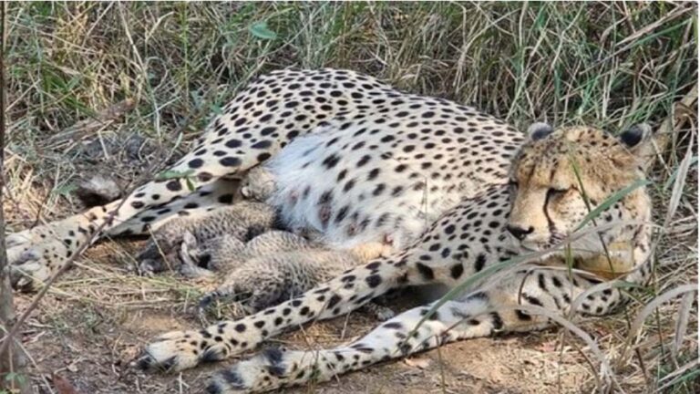कूनो में खुशखबरी: ‘गामिनी’ ने दिया 3 शावकों को जन्म, चीतों का कुनबा बढ़कर हुआ 38