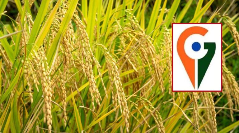 मध्य प्रदेश में अब तक बालाघाट का ‘चिन्नौर’ धान और रीवा का ‘सुंदरजा’ आम ही जीआइ टैग प्राप्त कर पाए