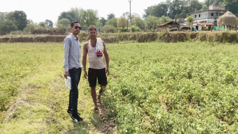 रायपुर : राष्ट्रीय बागवानी मिशन से किसानों को संबल : उन्नत तकनीक से टमाटर खेती में बढ़ा उत्पादन और मुनाफा