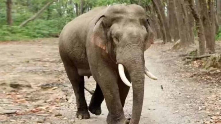 झारखंड की राजधानी में हाथियों का तांडव, 4 लोगों की कुचलकर मौत, सड़क पर मची अफरा-तफरी