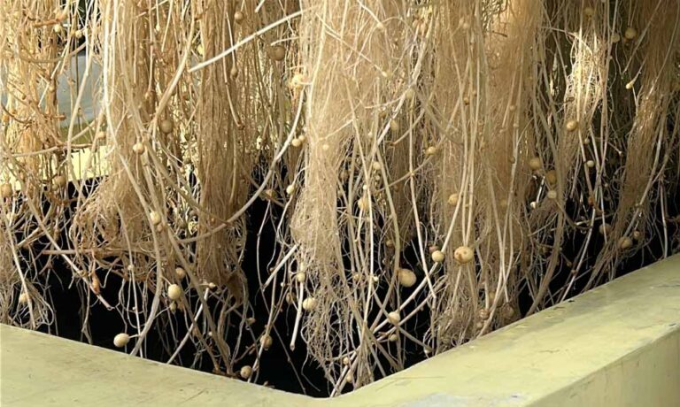 ग्वालियर के वैज्ञानिकों ने हवा में उगाया आलू, 1KG बीज से 400 किलो आलू, बीमारी मुक्त खेती की सफलता