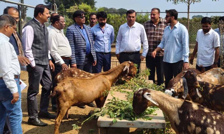 मध्य प्रदेश में बकरी पालन पर 50% सब्सिडी, सरकार का राष्ट्रीय पशुधन मिशन से किसानों को मिलेगा सुपरहिट बिजनेस मौका