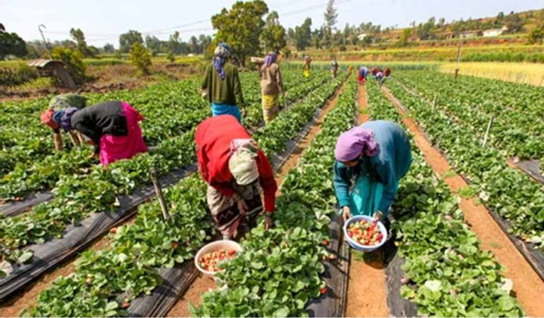 एमपी में होगा ‘जहर मुक्त खेती’ का महायज्ञ, देशभर के किसान पहली बार एक साथ होंगे जुटे