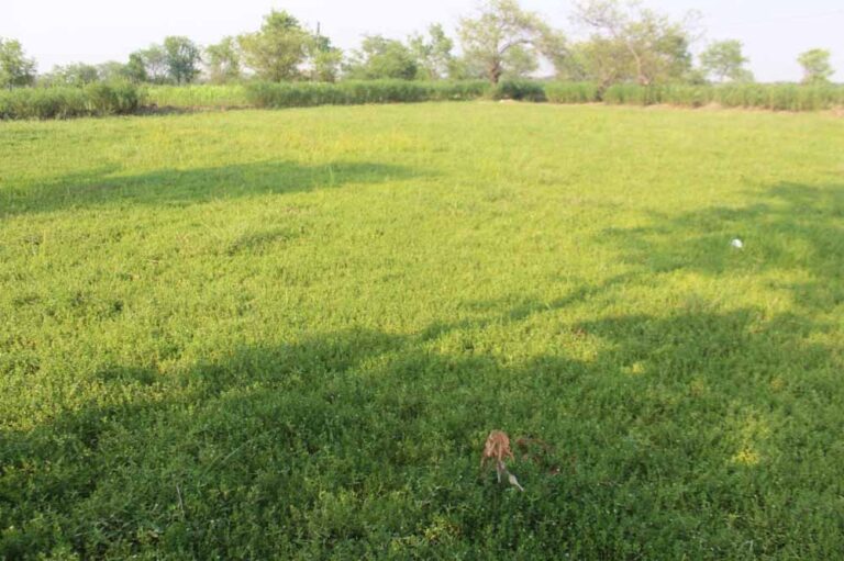 धान से ब्राम्ही तक: कम लागत में ज्यादा मुनाफे की राह पर किसान