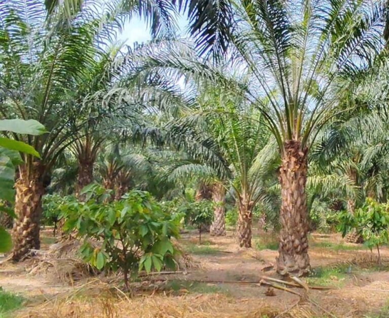 एक एकड़ में सवा लाख रुपए का मुनाफा देने वाला पाम ऑयल की खेती