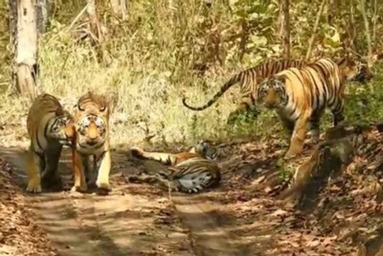 नस्ल सुधार कर बाघों का बढेगा कुनबा, एमपी और महाराष्ट्र से आएंगे बाघ-बाघिन