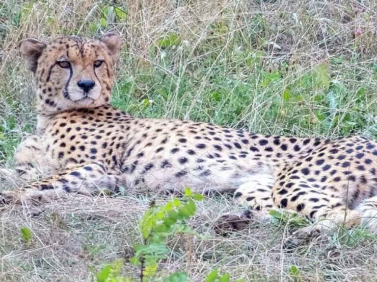 बोत्सवाना से आएंगे 8 चीते, 2032 तक आत्मनिर्भर आबादी का लक्ष्य तय
