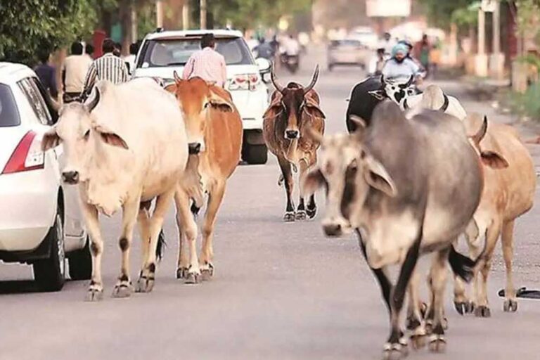 दो साल में MP की सड़कों से खत्म होंगे आवारा मवेशी, विधानसभा में BJP सरकार का दावा