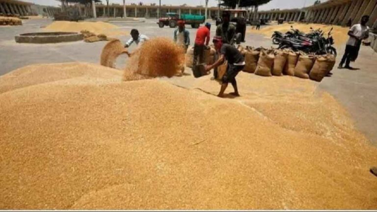 1.81 लाख किसानों ने कराया गेहूं उपार्जन के लिए पंजीयन, मंत्री राजपूत ने दी जानकारी