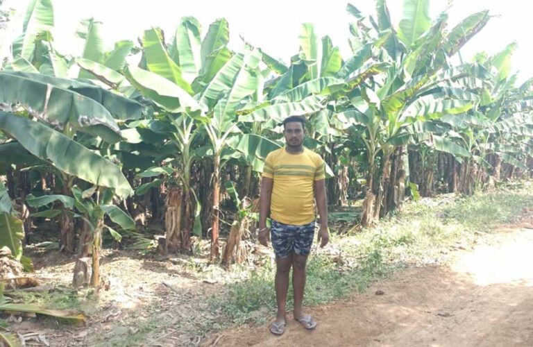 केला उत्पादन से बढ़ी आमदनी, उद्यानिकी खेती से मिला नया सहारा