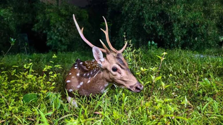 छतरपुर में बच्चों की बहादुरी, आवारा कुत्तों के जबड़े से हिरण को बचाकर जंगल में छोड़ा