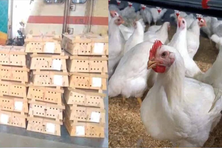 बर्ड फ्लू के डर के बीच बिलासपुर स्टेशन पर चूजों की खेप पहुंची, मचा हड़कंप