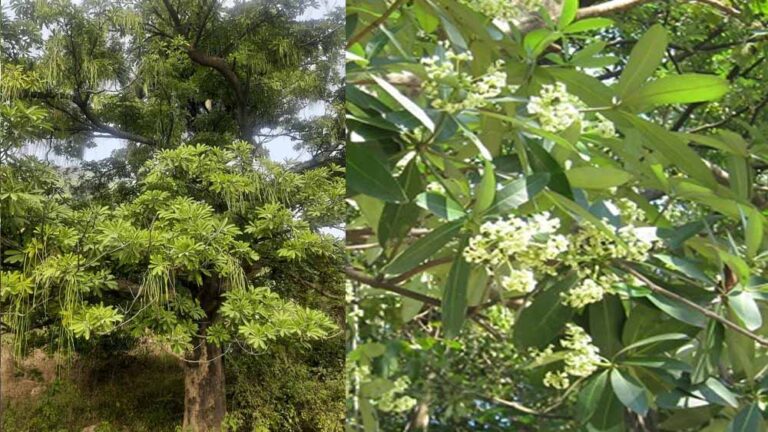 छत्तीसगढ़ विधानसभा में फिर उठा छातिम वृक्ष विवाद, मंत्री ओपी चौधरी ने रोक से किया इनकार