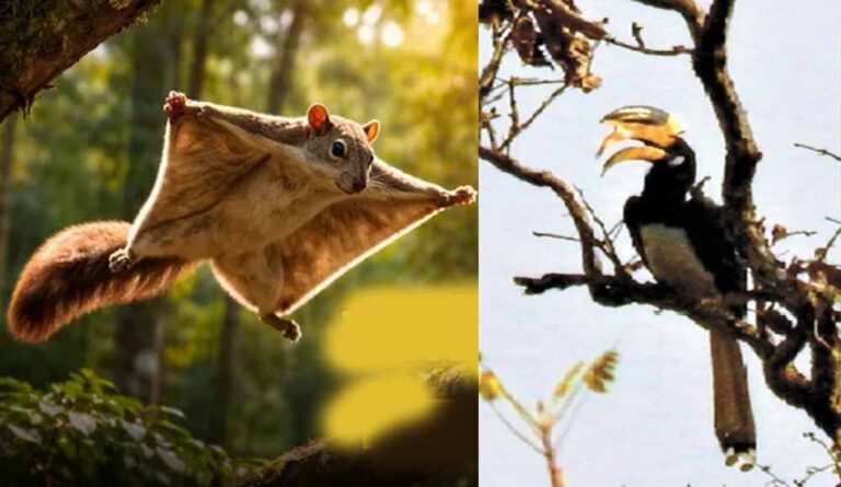 उदंती टाइगर रिजर्व में दुर्लभ वन्यजीवों की झलक, AI और पारंपरिक ज्ञान से मिली बड़ी सफलता