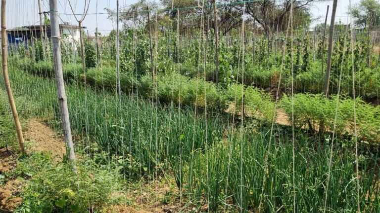 रासायनिक उर्वरकों का कम उपयोग और प्राकृतिक व जैविक खेती को कर रहें प्रोत्साहित