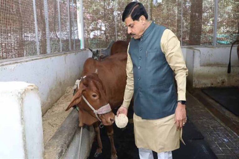 मुख्यमंत्री डॉ. यादव ने गौ सेवा कर की अपने जन्मदिन की शुरूआत