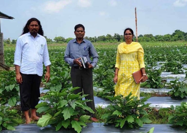 ग्राफ्टेड बैगन से 16 लाख रूपए की आमदनी