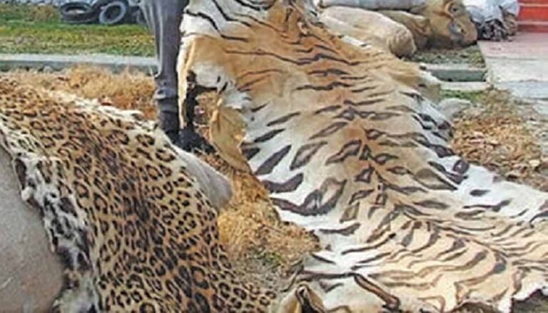 प्रतिबंधित वन्य-जीवों की अवैध बिक्री एवं पालन पर होगी सख्त कार्रवाई