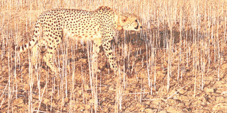 कोटा के सुल्तानपुर में दिखा कूनो का शावक KP-2 और मचा हड़कंप