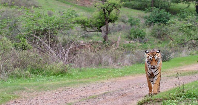 भोरमदेव अभयारण्य में बाघों के लिए खाली होंगे गांव, प्राकृतिक धरोहर बचाने की दिशा में बड़ा कदम