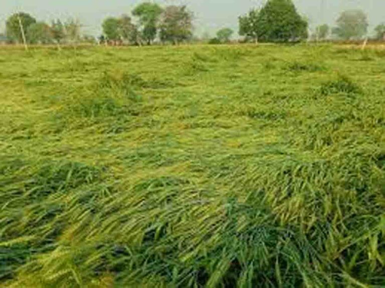 राजस्थान में तूफानी बारिश और आंधी का कहर, जयपुर में दो की मौत और फसलों को भारी नुकसान