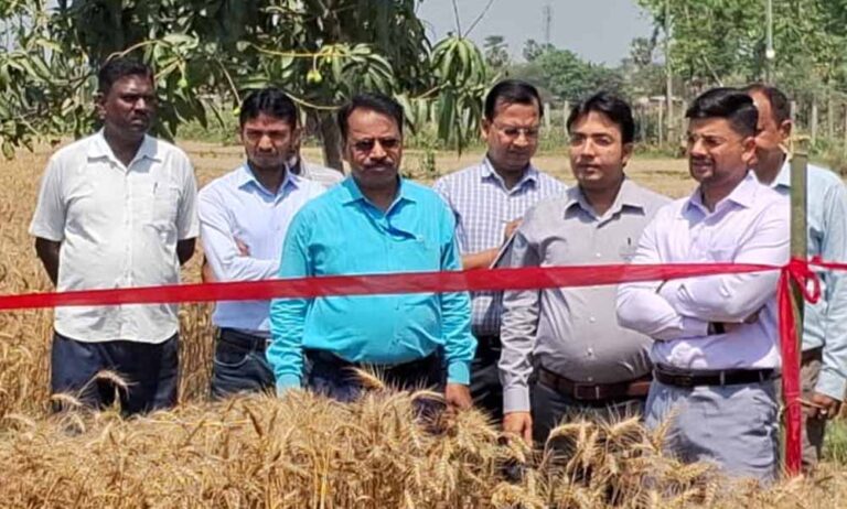 खेत में उतरे DM साहब: Anshul Kumar ने खुद काटा गेहूं, जिले में चर्चा तेज