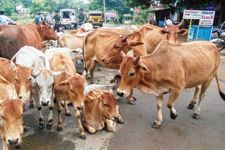 मध्य प्रदेश के 40 लाख आवारा पशुओं को मिलेगा 12 अंकों का खास कोड, केसरिया टैग से होगी पहचान