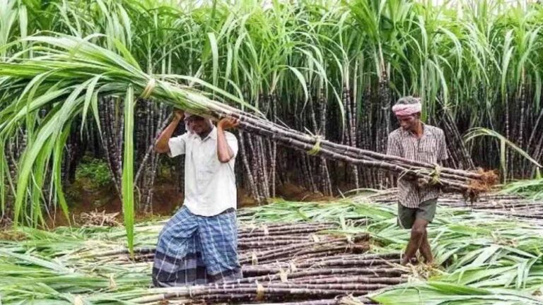 बिहार में गन्ना किसानों को बड़ी राहत, 99.14% भुगतान पूरा